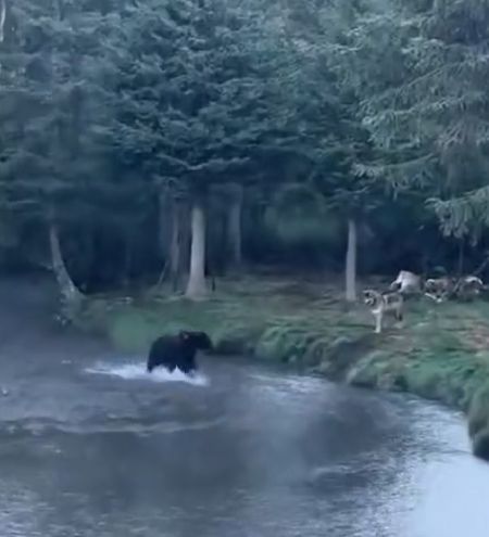 Медведь, волк и ворон в одном месте