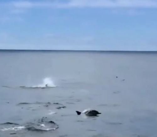 Малыш-дельфин очень старается, но выпрыгивать из воды пока получается не очень изящно