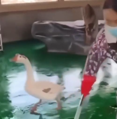 Гусь и тигр