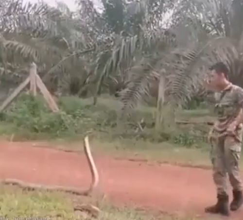 Как поймать змею