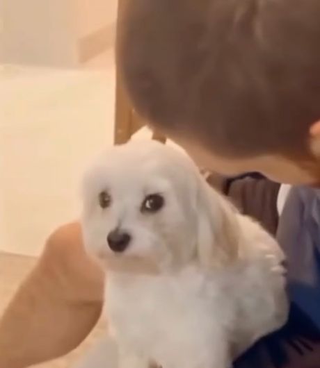 Любовь и преданность