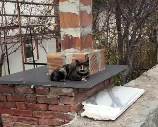 Турецкий кот