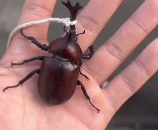 Добываем еду в городе