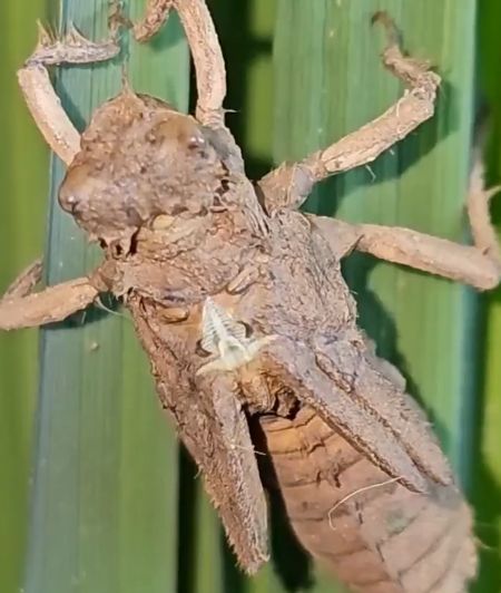 Рождение стрекозы⁠⁠