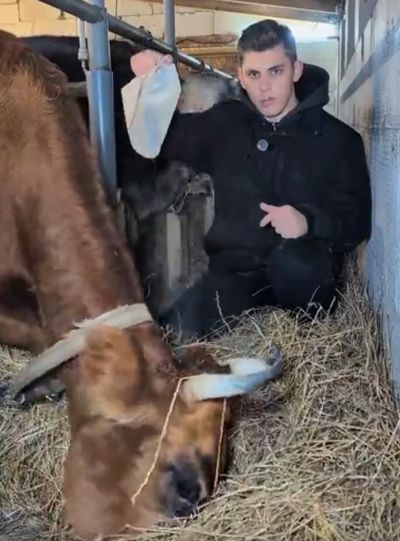 Чем кормить корову