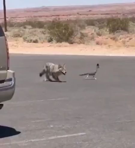 Значит, мультики нас не обманывали?
