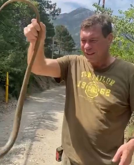 Безногая ящерица (желтопузик)