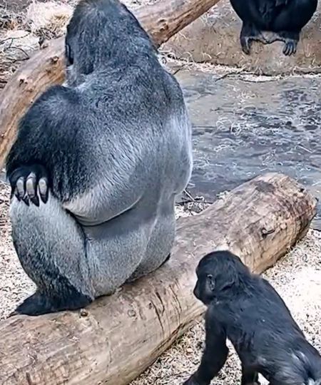 Маленький хулиган