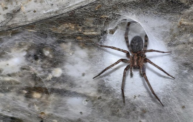 Крупнейшую в мире паутину с населением более 100 000 пауков нашли в пещере на границе Албании и Греции