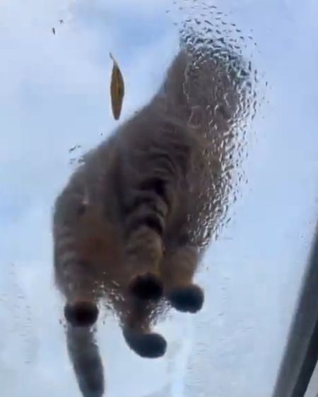 Кот падонак⁠⁠