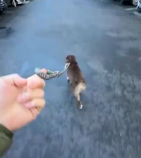 Делай всё по правилам, я сказал!