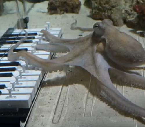 Мужик потратил полгода, чтобы научить осьминога играть на пианино