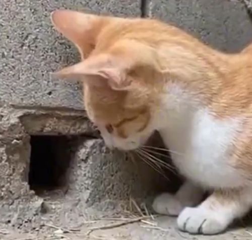 Молниеносность⁠⁠