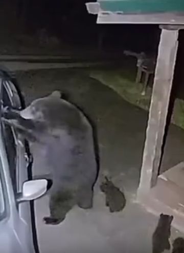 Медведица с медвежатами вскрывает машину