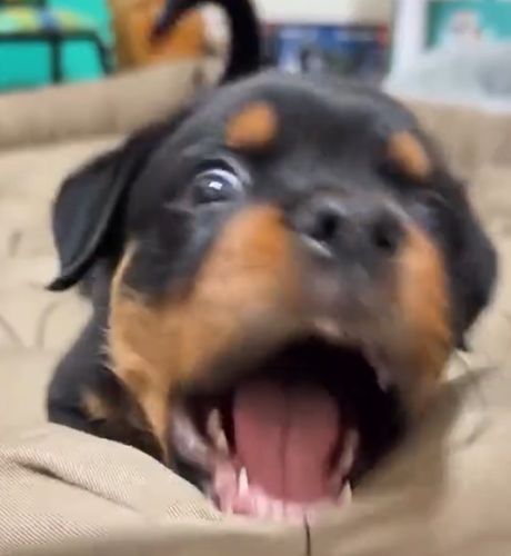 Будущий защитник растёт