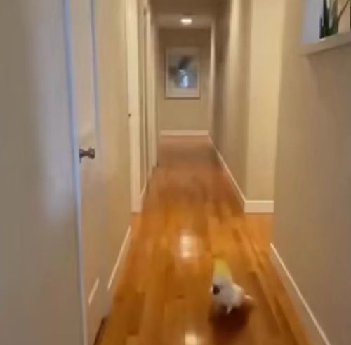 Ночной хулиган