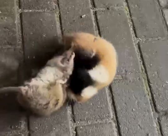 Хомяк боевой