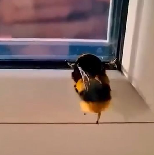 Пушистый шмель...