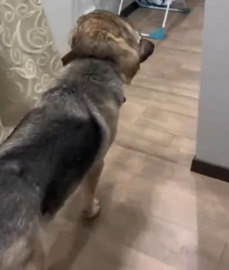 Домашний волк