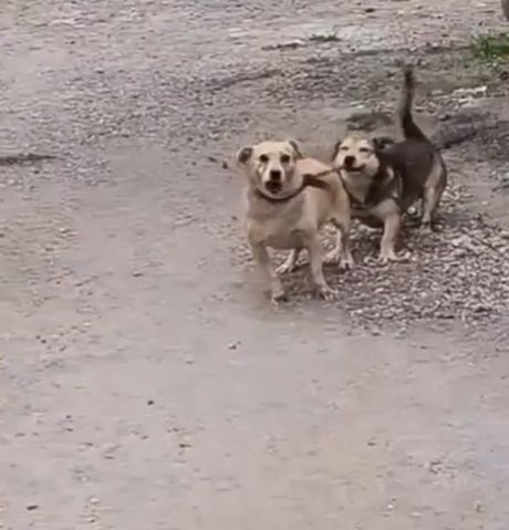 Дай я ему втащу!