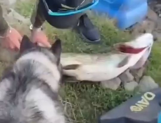 Жадность щуки не знает границ