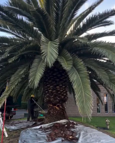 Правду говорят, что если вокруг побрить то кажется больше