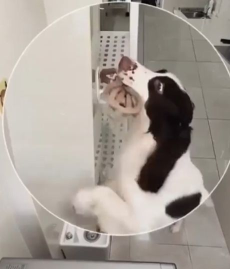 Самостоятельный Шарик