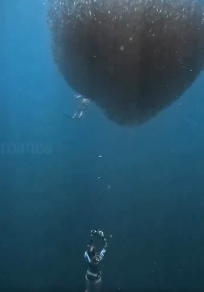 Сардины и женщина⁠⁠