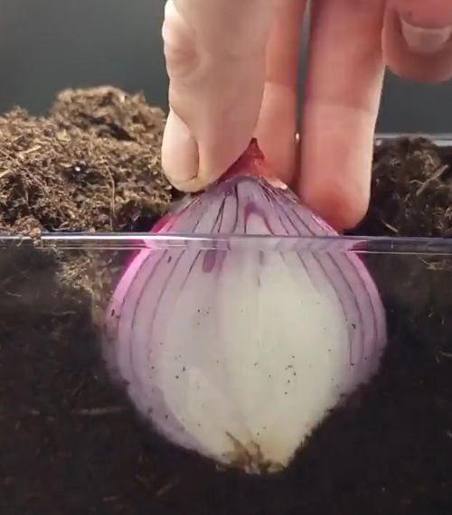 Бесплатные зимние витамины