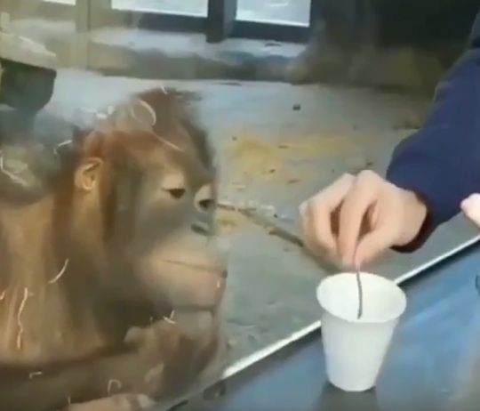 Фокус понравился