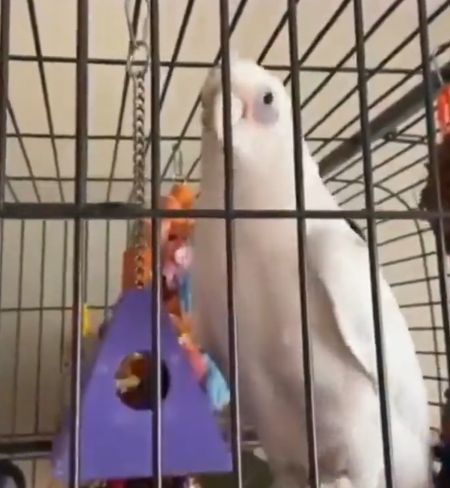 Этот попугай чувствует музыку лучше, чем все мы