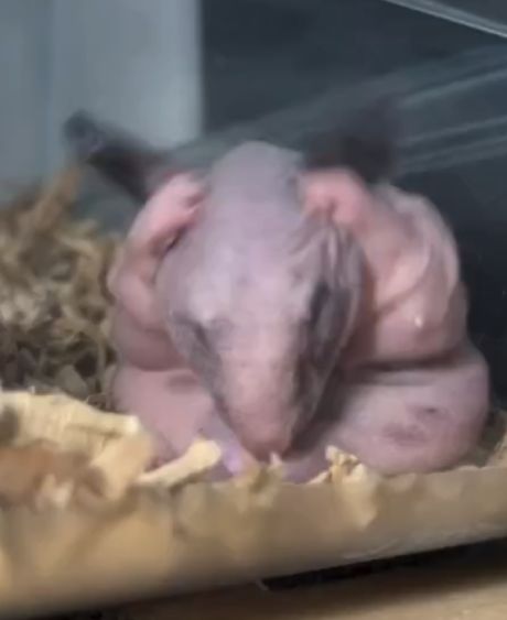 Посмотрите, как умывается мошонок