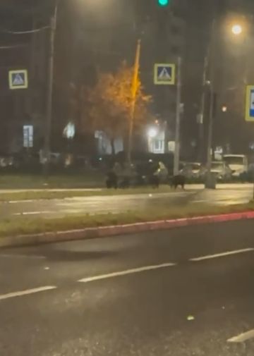 Кабаны в СПб