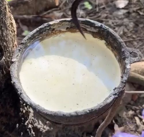 Процесс сбора латекса с каучукового дерева⁠⁠