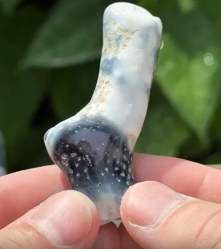 Что внутри коралла?⁠⁠