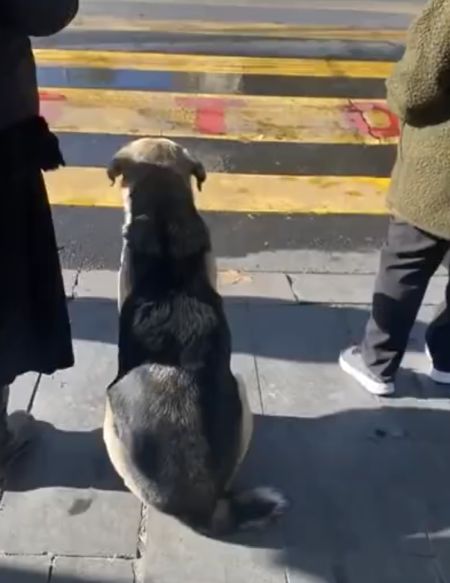 Пёс спокойно дождался зеленый сигнал светофора, пока двуногие переходили на красный