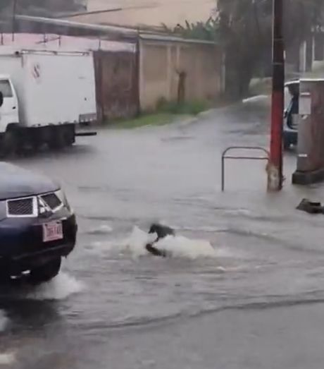 Молодец мужик