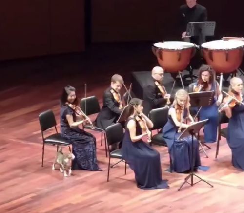 Забыл покормить кота, и он пришёл к тебе на работу⁠⁠