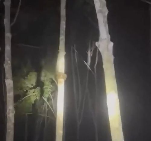 Как змеи залазят на деревья⁠⁠