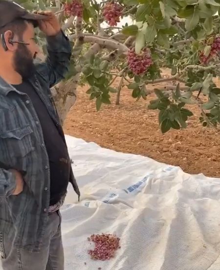 Как собирают фисташки⁠⁠