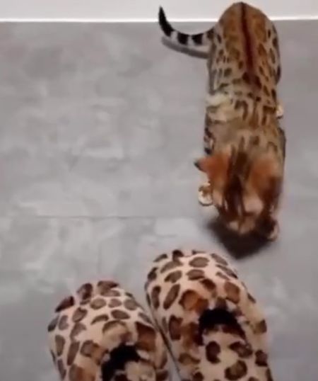 Жалкая копия