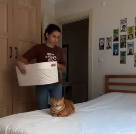 Да потому что невозможно просто взять и пройти мимо своего кота⁠⁠