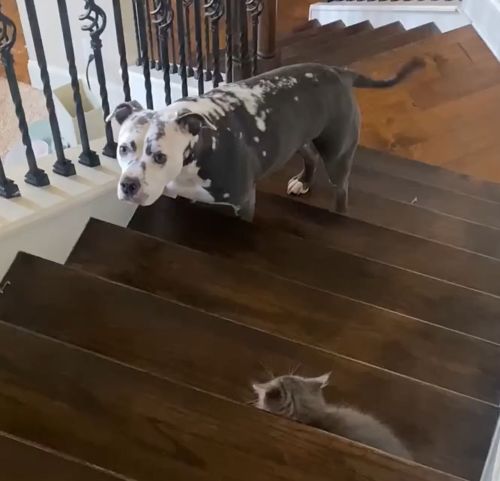 Жертва домашнего Василия