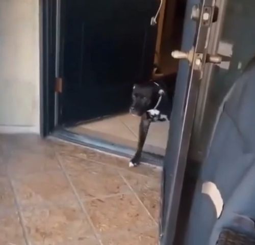 Встреча собаки и хозяина после долгой разлуки