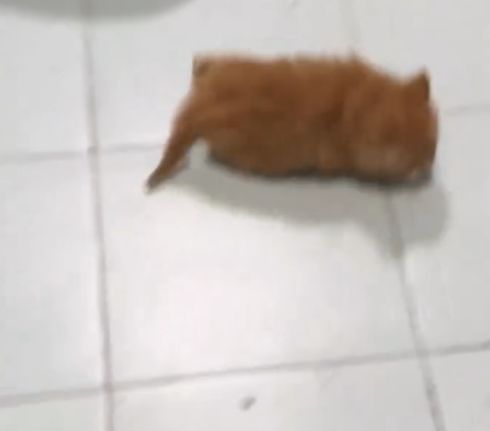 Абсолютно оправдал свою рыжесть