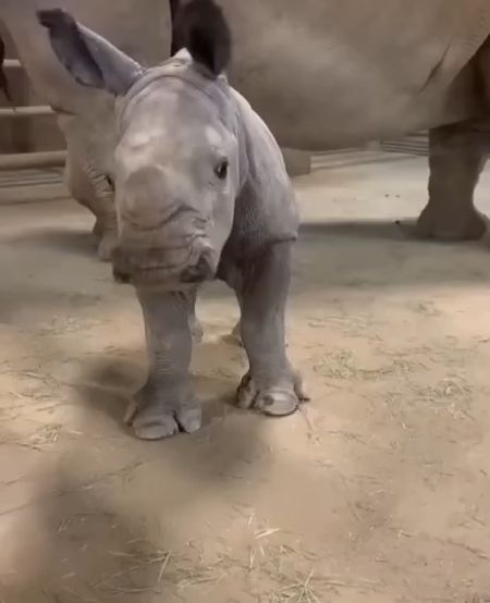 Счастливый носорожек