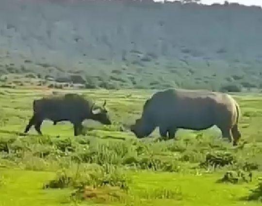 У носорога плохое зрение...