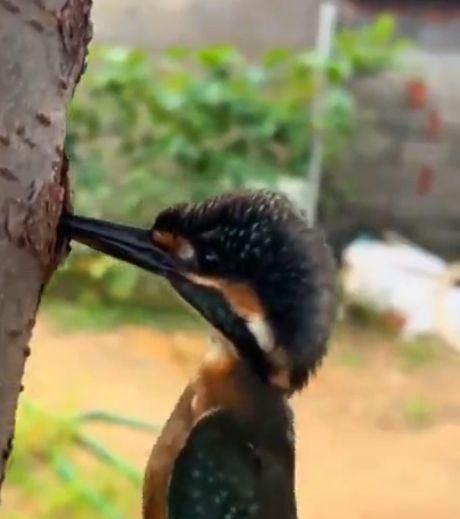 Про зимородка (Осторожно много мата!)