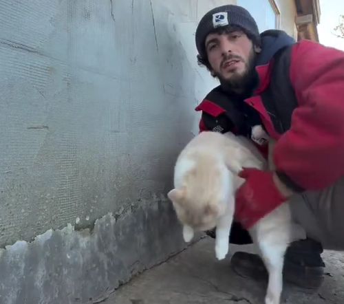 Тестирование котов