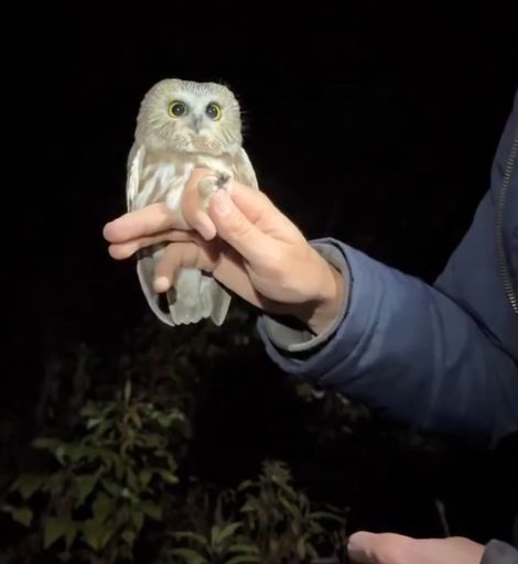 Просто красивый маленький сов⁠⁠